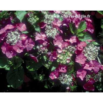 Hortensia macrophylla Geoffrey Chabdun - Hydrangea
