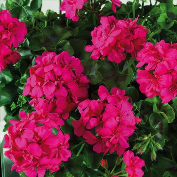 Geranio Big 5 Neon Pink - Gitanilla