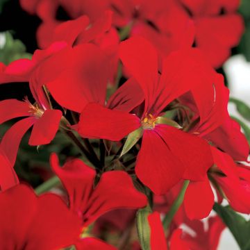 Geranio Rainbow Red - Gitanilla