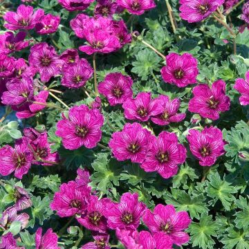 Geranium cinereum Purple Pillow - Geranio vivaz