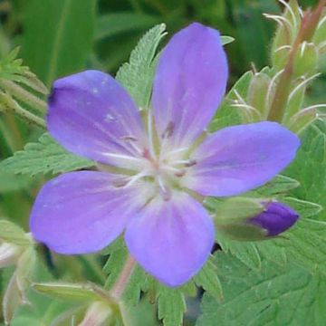 Geranio silvestre May Flower - Geranio vivaz