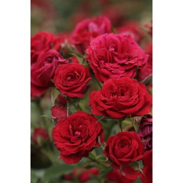 Rosal polyantha Global Hit (Rosal de pie alto)