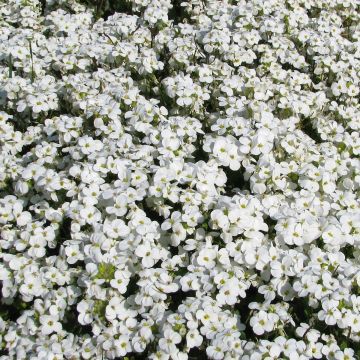 Arabis caucasica Snowball (semillas)