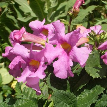 Incarvillea delavayi Deli Rose (semillas)