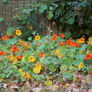 Capuchina enana Tom Thumb Mix