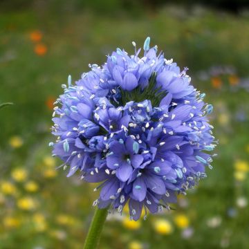 Gilia capitata - Cabeza azul Gilia
