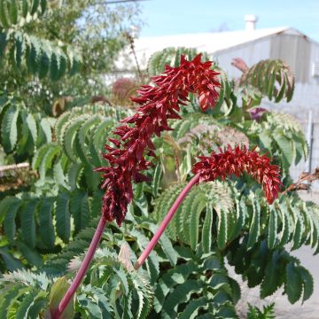 Melianthus major (semillas) - Melero