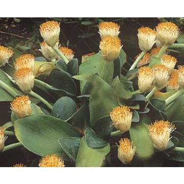 Scadoxus o haemanthus albiflos
