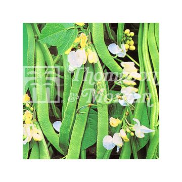 Judia escarlata White Lady