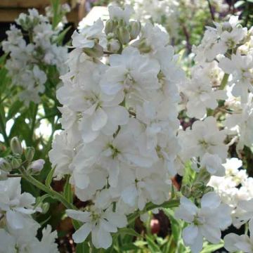 Violeta de los Jardines Flore Pleno - Hesperis matronalis