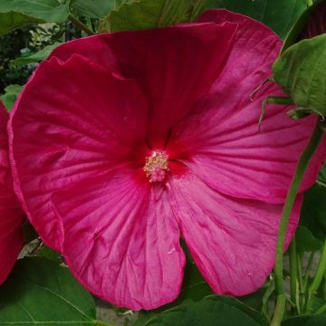 Hibiscus moscheutos Rosa - Hibisco moschetos
