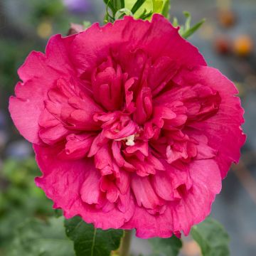 Hibiscus syriacus Ruby Chiffon - Rosa de Siria doble rojo