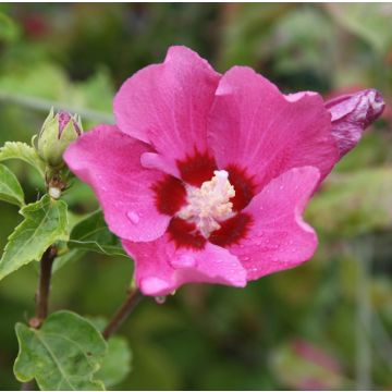 Altea Woodbridge - Hibiscus syriacus