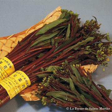 Bok choy Hon Tsai Tai no tratada