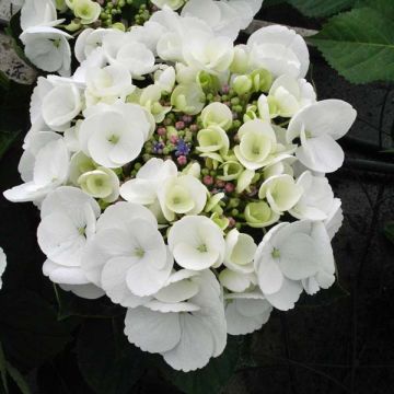 Hortensia macrophylla Libelle - Hydrangea