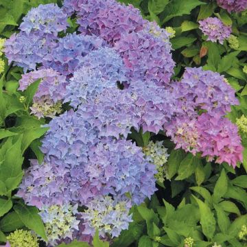 Hortensia macrophylla Tovelit - Hydrangea
