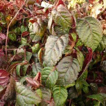 Hortensia anomala var. petiolaris Winter Surprise - Hortensia trepadora