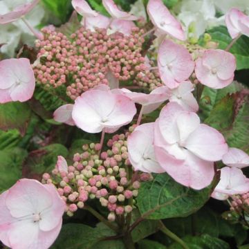Hortensia macrophylla Dolce Gipsy - Hydrangea
