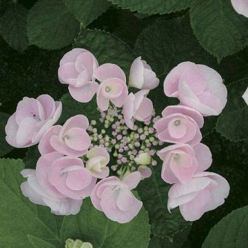 Hortensia macrophylla Hovaria Hobella - Hydrangea