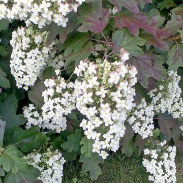 Hortensia quercifolia Applause - Hortensia de hoja de roble