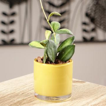 Hoya burtoniae Variegata - Fleur de porcelaine Hoya burtoniae Variegata - Fleur de porcelaine