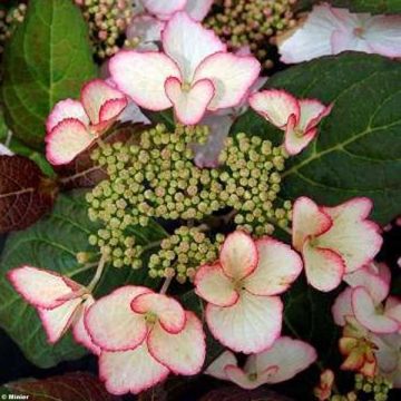 Hortensia macrophylla Dolce Kiss - Hydrangea