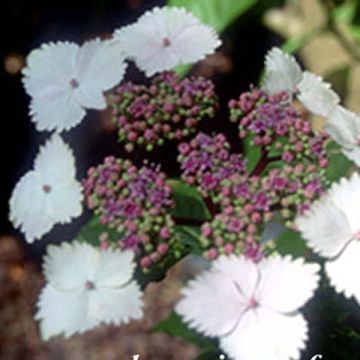 Hortensia macrophylla Nadesiko - Hydrangea