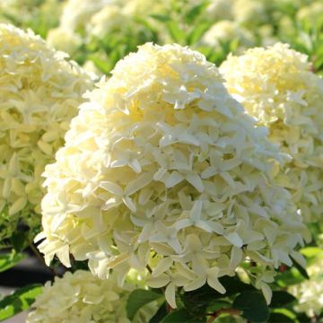 Hortensia paniculata White Light - Hydrangea paniculata