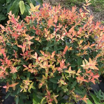 Hypericum Radiance - Hipérico