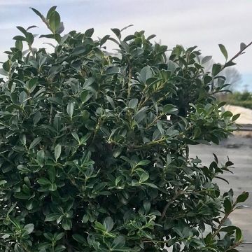Acebo japonés Green Lustre - Ilex crenata