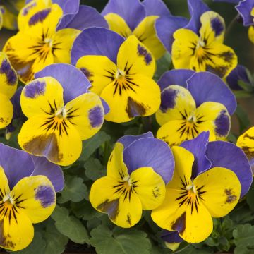 Viola cornuta Yellow Blue Jump-Up - Violeta