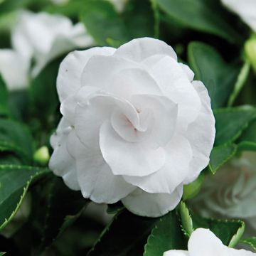 Alegría de la casa de flor doble blanca - Impatiens walleriana