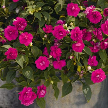Impatiens Double Walleriana Lilac - Ilex crenata
