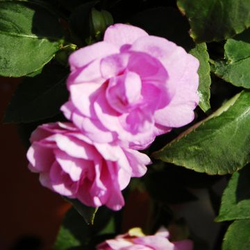 Impatiens Double Walleriana rose - Alegría