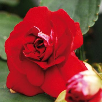 Impatiens Double Walleriana Red - Alegría