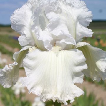 Iris germanica Laced Cotton Iris germanica Laced Cotton