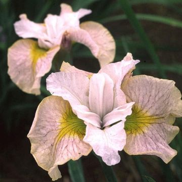 Lirio de Siberia Lemon Veil - Iris sibirica