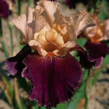 Iris germanica Double Espoir Iris germanica Double Espoir