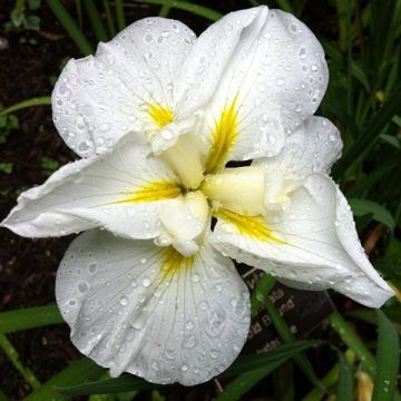 Iris Japonés Gold Bound - Iris ensata