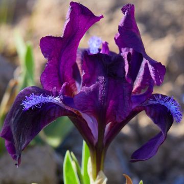 Iris pigmeo​ Jewel Baby - Iris pumila
