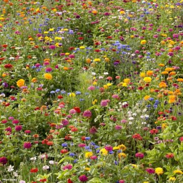Barbecho Campaña en flor para 500m² de jardín