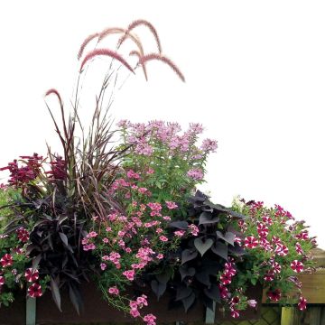 Colección Jardinera Rosa - 7 variedades de anuales