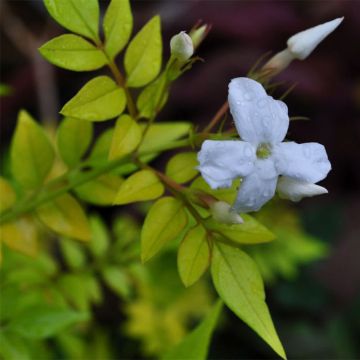 Jazmín común - Jasminum officinalis Aureum