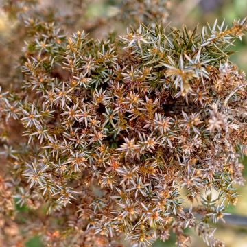 Juniperus communis Hibernica - Enebro común