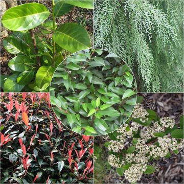 Kit de seto perenne variado eco