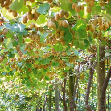 Dúo de kiwis amarillos kiw'Happy - Actinidia deliciosa