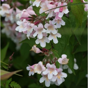 Kolkwitzia amabilis Pink Cloud - Arbusto de la belleza