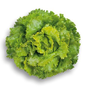 Lechuga Batavia Décision