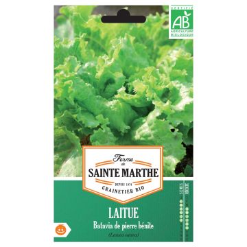 Lechuga batavia de Pierre Bénite - Ferme de Sainte Marthe