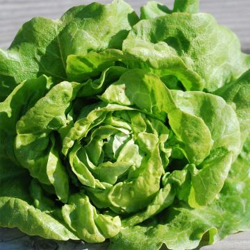 Lechuga Gotte à Graine Noire
